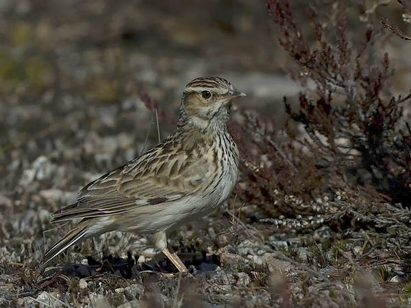 Kangaskiuru, Wood Lark, Lullula arborea